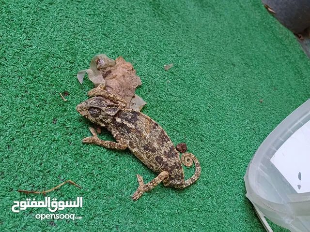 حرباء برية جميلة