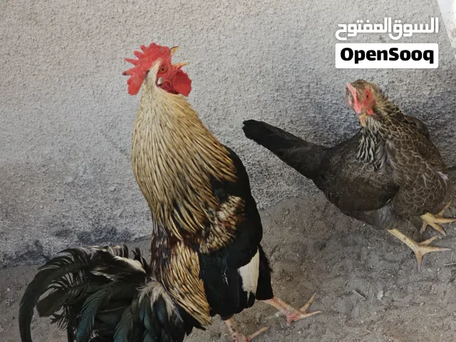 دجاج للبيع