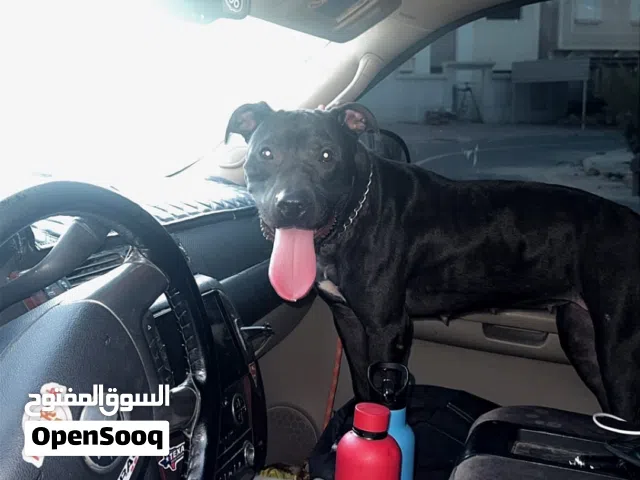 للبيع بيتبول بلاك نوز شخصيه سوم