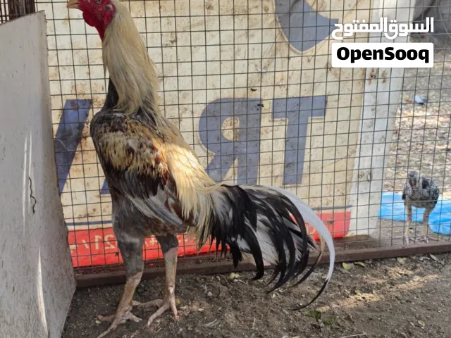 ديك و3 دجاجات