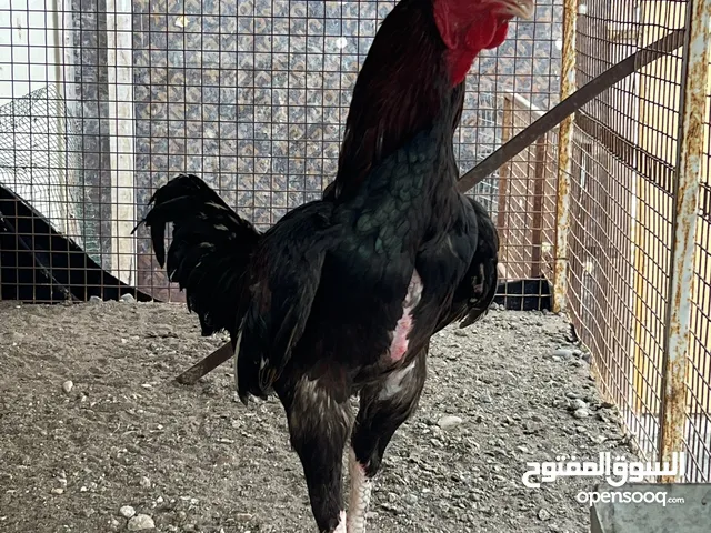 طير باكستاني ماديا للبيع