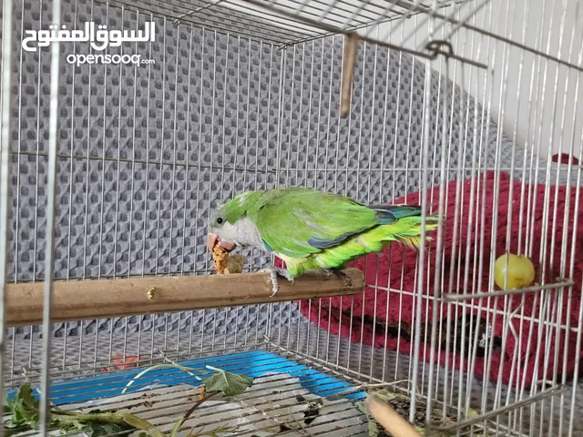 ببغاء للبيع او البدل على فنج او كنار حامي
