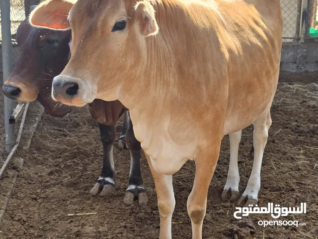 بقرة باكستاني