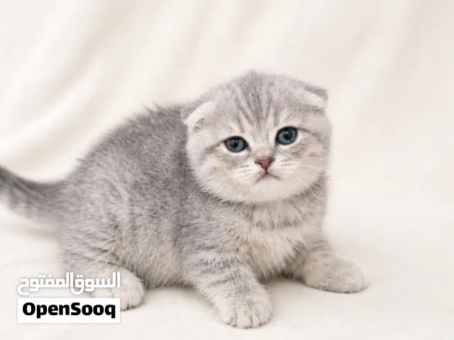 Limited Offer on Kittens