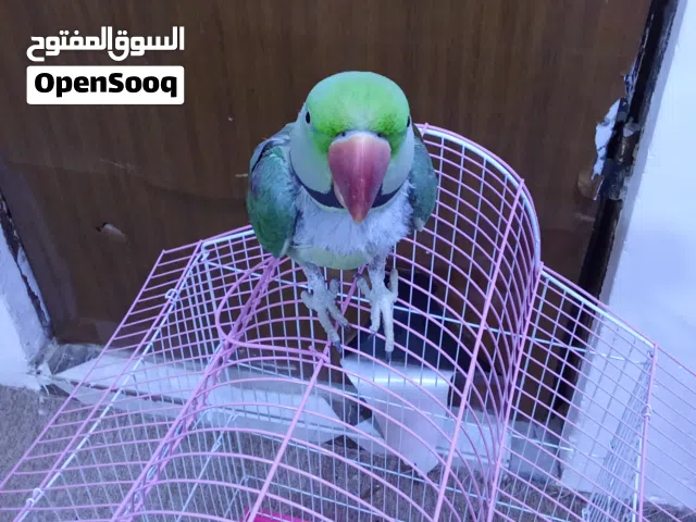 طير دره نيبالي ذكر عمر سنتين واحد عراق اليف طينه لعوب متكلم يكول هلو يدك  ويكول الو ويرقص