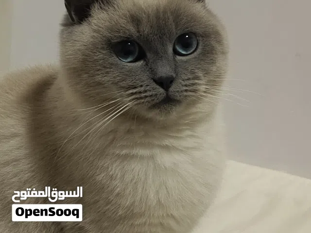 قطة كيوت بريتش للبيع