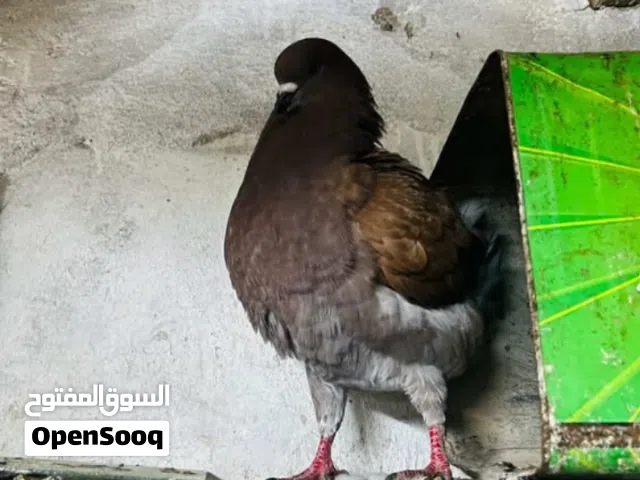 حمام للبيع