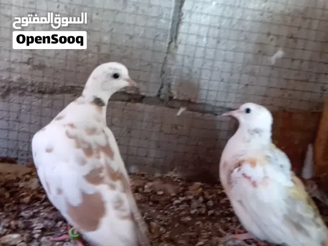 جوزين ياكريم شغالات