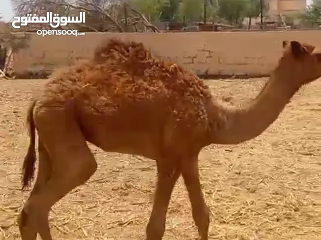 جعود طيب من حلال الدار الي خاطره لحم يتواصل مع صاحب الحلال تحياتي