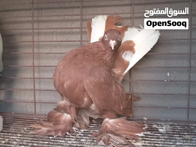 ذكر لحلوح ابيض وانتاية روسية رايمات