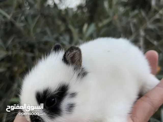 ارانب قزم هولندي Dutch dwarf