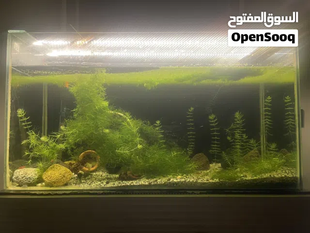 حوض سمك - احواض سمك