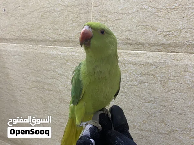 ببغاء للبيع