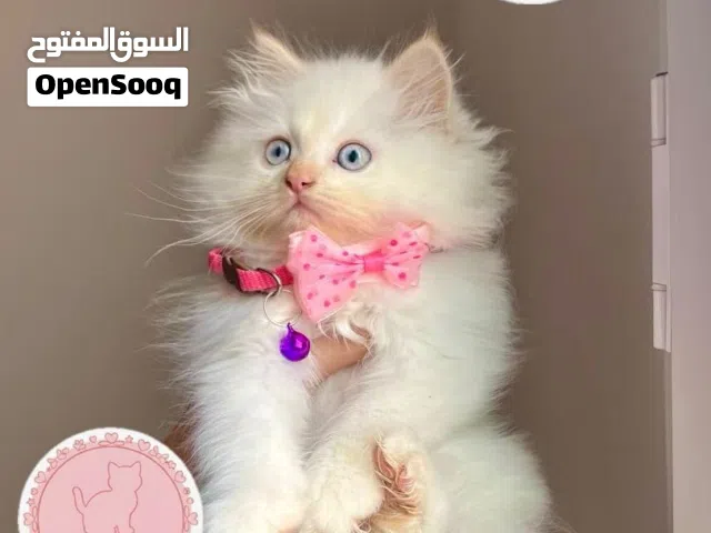قطط استراد