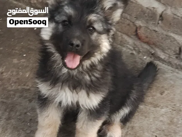 انثي جرمن 7 اصابع