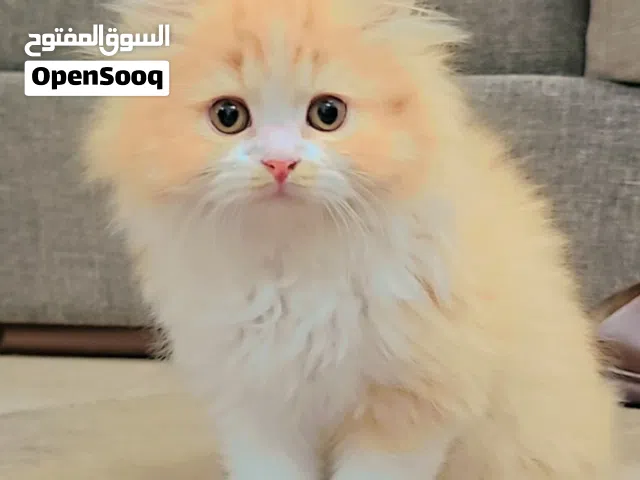 Pure Shirazi&Scottish mix kitten