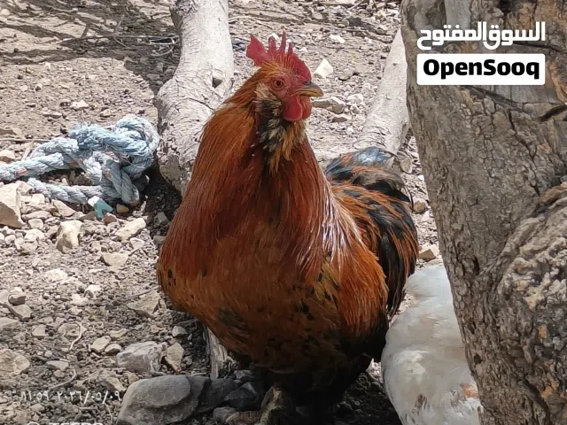 ديوك كوشن مقزم للبيع