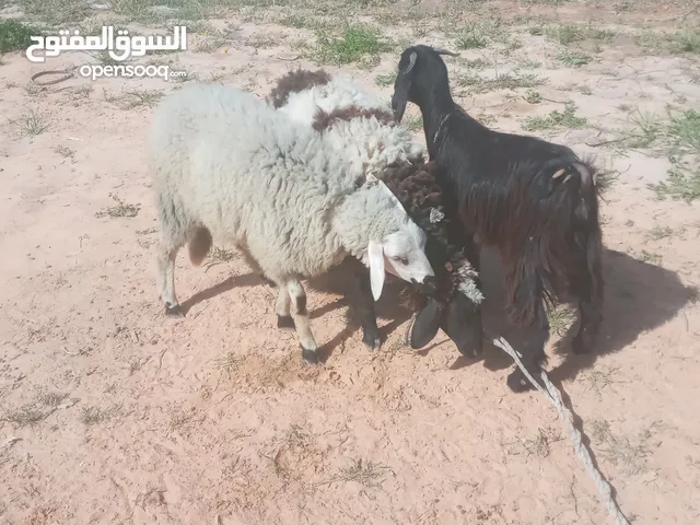 زوز فطايم وعناق عشره