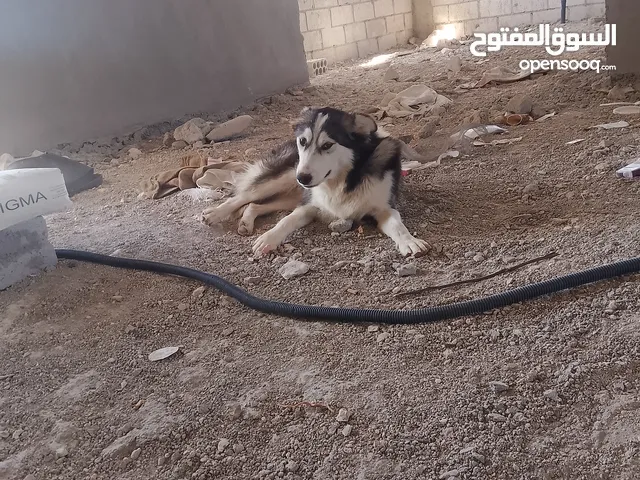 كلب هاسكي ذكر