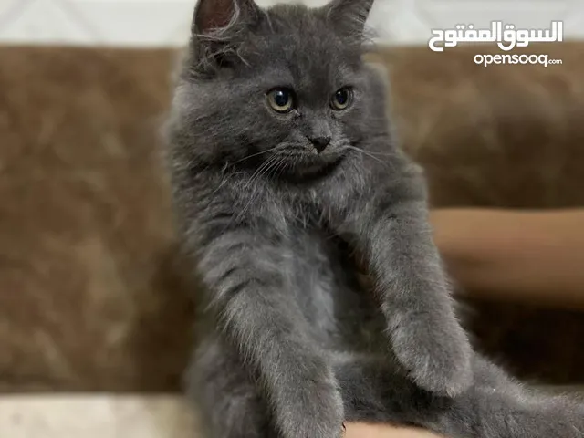 ماشاء الله الحاجات النادرة / قطط بريطاني