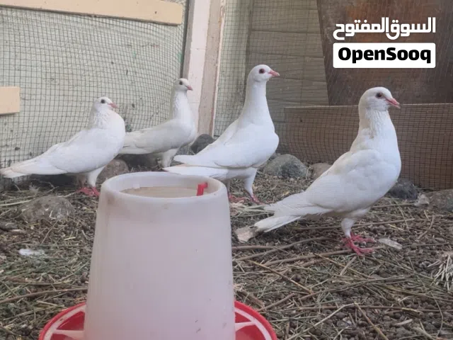 حمام لاحم فرنسي اصل