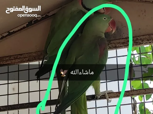 بغبغاء نيبالي