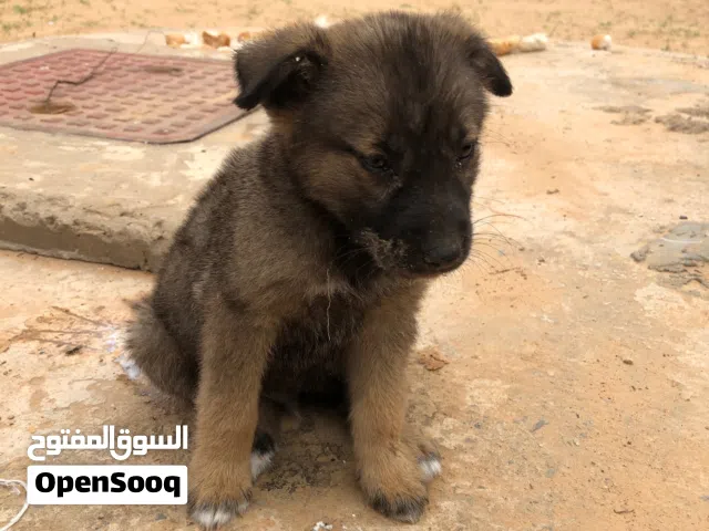 مشاء الله كلب جرمانا
