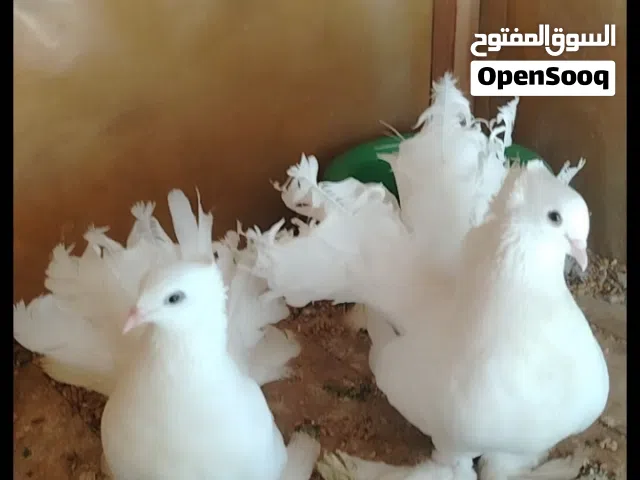 عندي حمام عرايس مزاويج