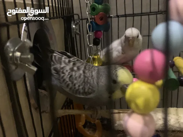 طيور الحب زوج
