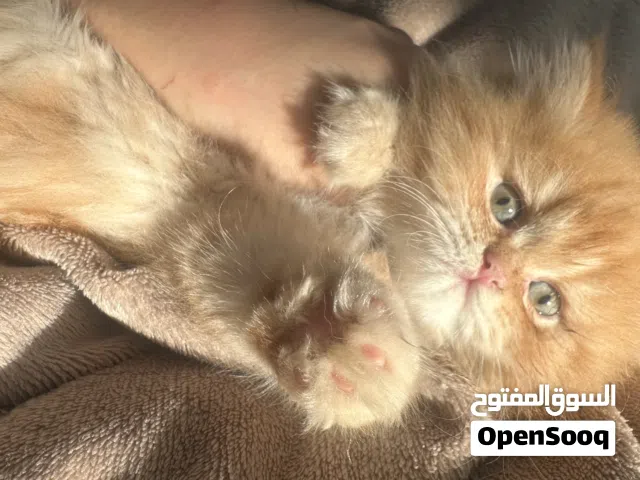 Orange kitten - scottish fold mama - and himalayan dad - Cat bag for free - with Delivery