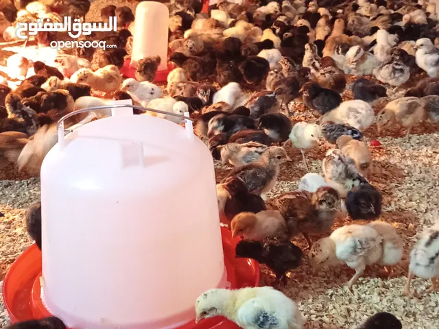 موجود صوص بلدي