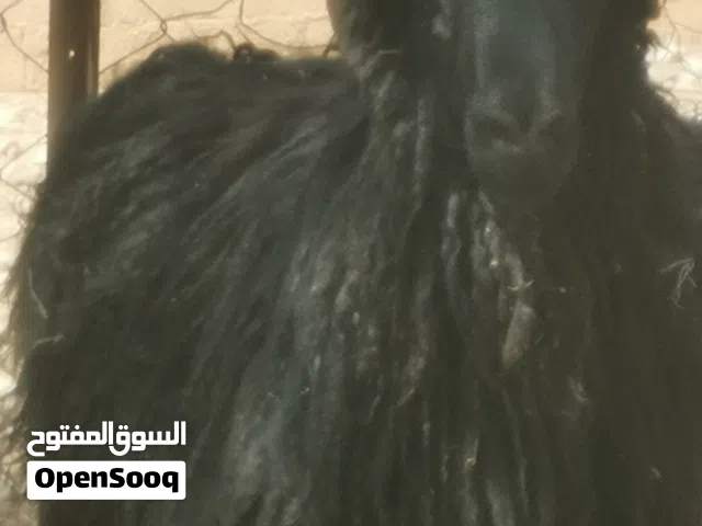 كبش عماني