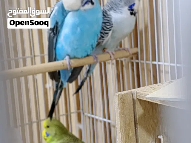 زوج انكليزي مع الافراخ