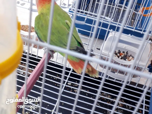 كوبية روز ماشاء الله ربي يبارك
