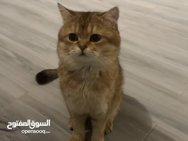 ذكر سكوتش ستريت للتزاوج