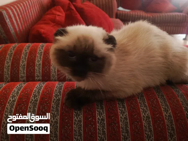 قط هملايا للبيع