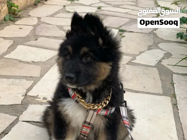 كلب ما شاء الله عليه كوكيجن شيبرد