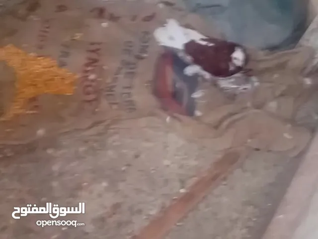 طيور طيور للبيع