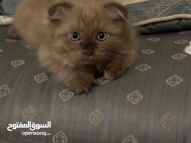 Scottish fold kitten Male