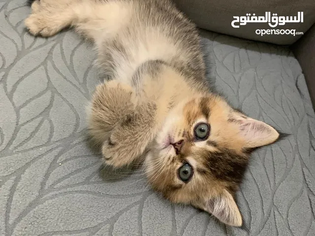 اسكوتش Ny24 في جينات المينشيكن