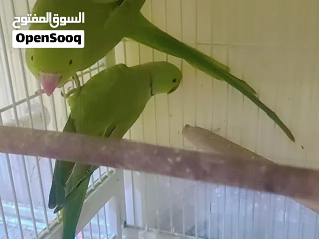 Indian ring neck green breeding pair