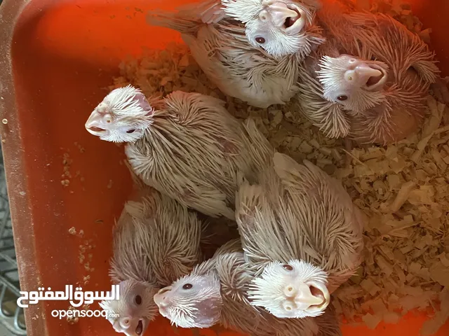 بسم الله ما شاء الله
