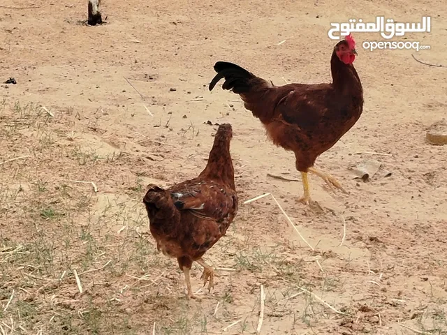 فروج ودجاجة رود على فتوح