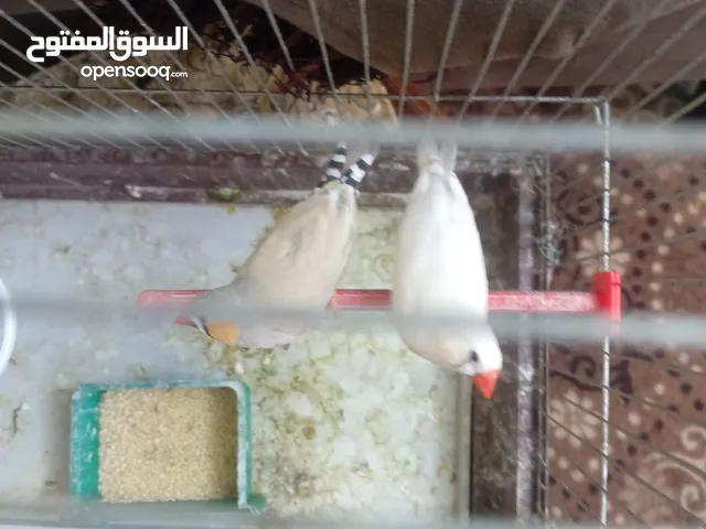 زوج طيور جنة جميلات جدا نظافة وصحة أفلح من ذكر ربي 25دينار والله اني اتمنى الخير لليشتريهم