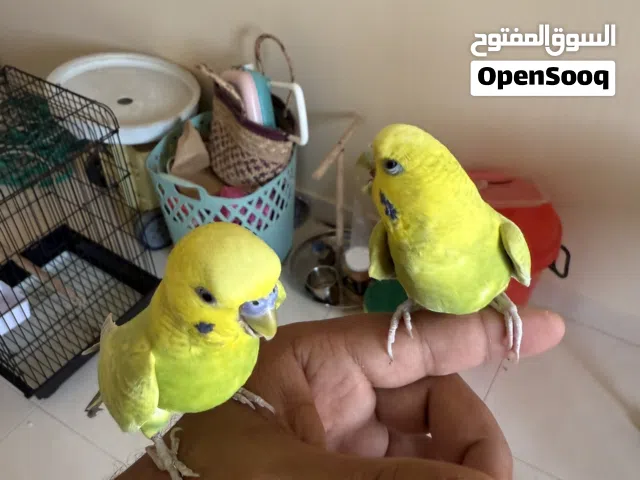 طيرين بادجي متعلمين ولكن تم اهمالهم