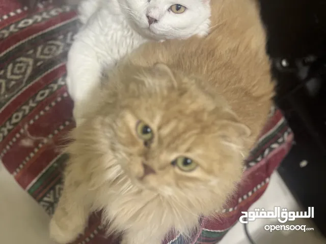 قطط شيرازي