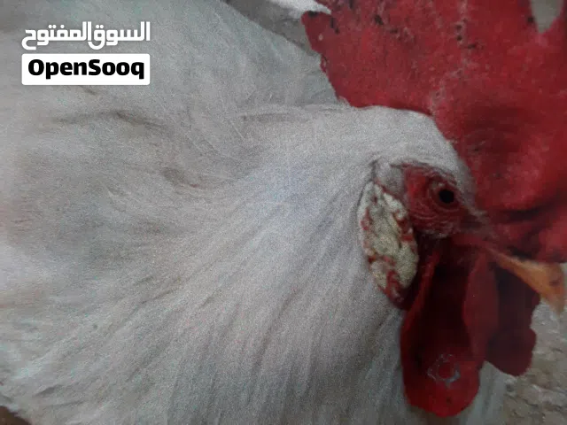 5 ديوك بلدي لون ابيض سوبر نباتي نمو طبيعي