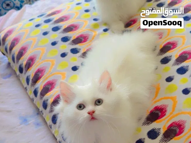 Turkish angora