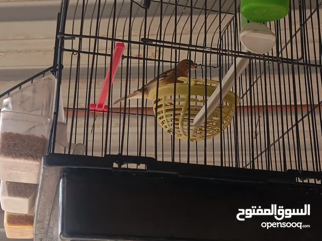 فحل كنار بشلبك وفحل بلبل عراقي مغنا للبيع 25دينار الزرقاء الهاشمية