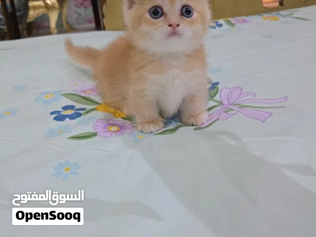 manchicken kitten gold
